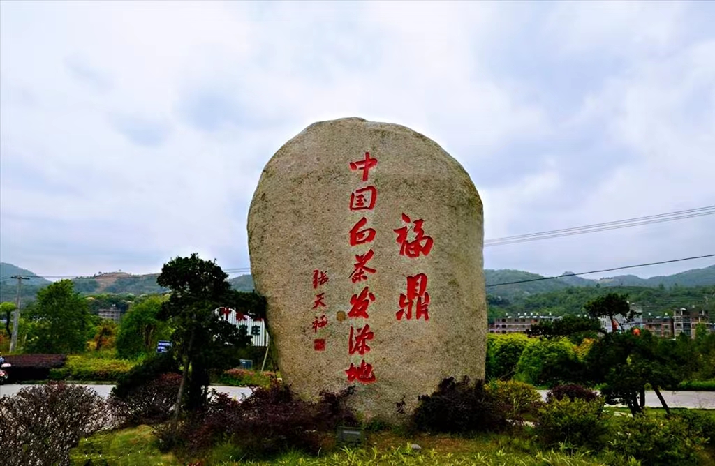 “中国白茶之乡”福鼎举办首届藏茶节 助力民族品牌国际化发展